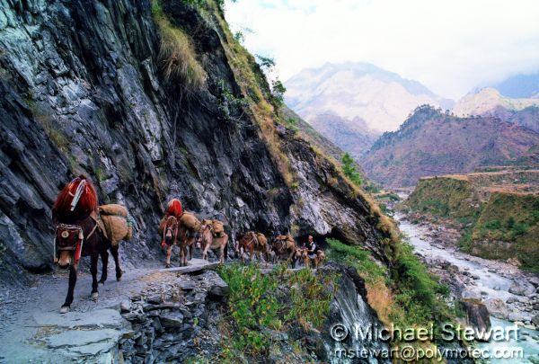Kali Gandaki Donkey Train